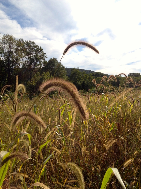 Fall in Middle Creek, Lancaster County, PA